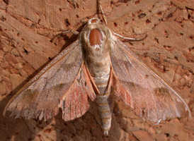 Virginia Creeper Sphinx